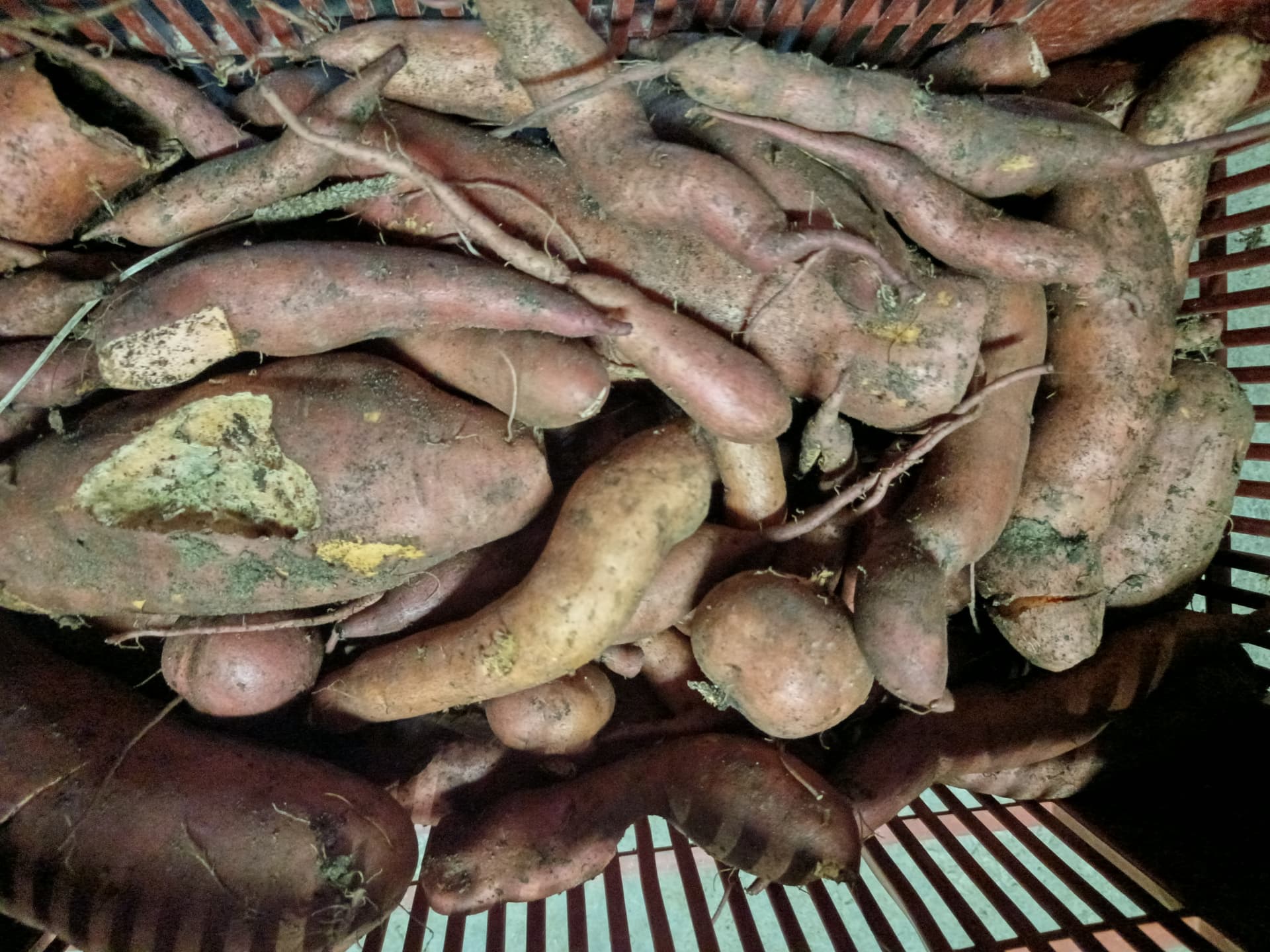 Patate douce anti gaspi