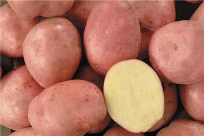 Pomme de terres conservation 