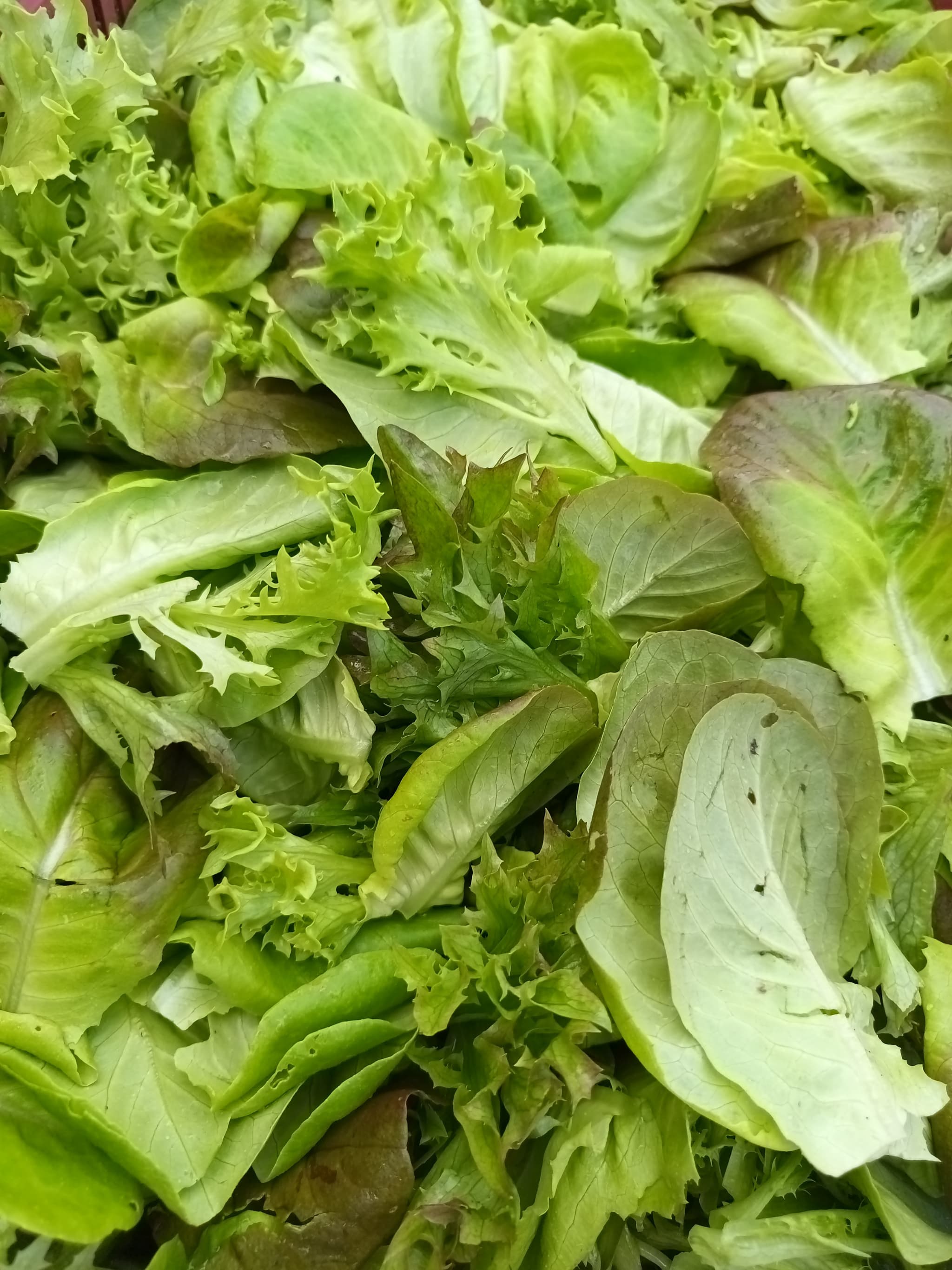 Mesclun de laitues