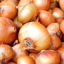 Oignon de conservation Jaune